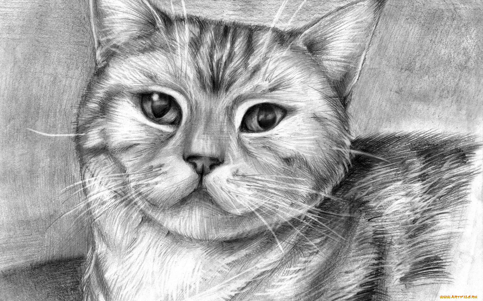 Картинки простых животных. Животные карандашом. Кошка карандашом. Рисунки животных карандашом. Котик рисунок.